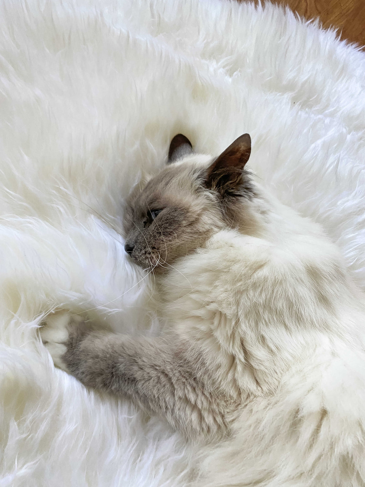 TARRAMARRA®  Australian  Single Long Wool Rug 85cm